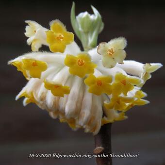 Edgeworthia chrysantha 'Grandiflora'