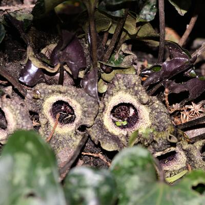 Asarum maximum 'Ling Ling' - Mansoor