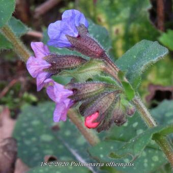 Pulmonaria officinalis