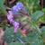 Pulmonaria officinalis