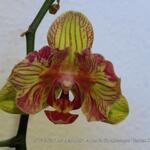 Phalaenopsis Baldan's Kaleidoscope 'Golden Treasure' - Orchidee