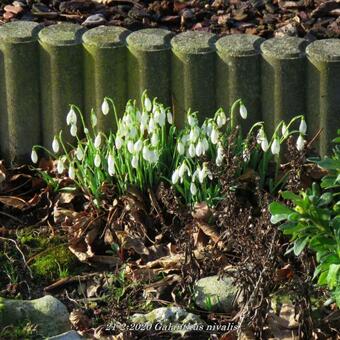 Galanthus nivalis