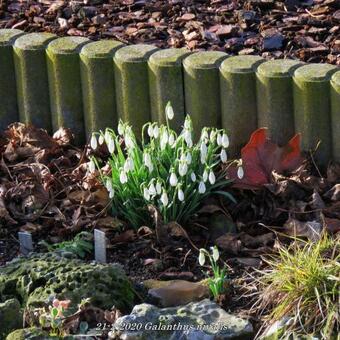 Galanthus nivalis