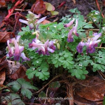 Corydalis solida