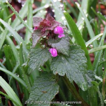 Lamium purpureum