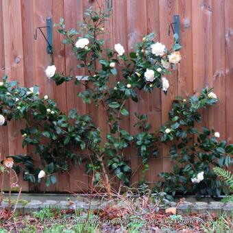 Camellia japonica 'Brushfield's Yellow'