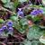 Pulmonaria officinalis