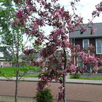 Malus x purpurea 'Eleyi' - Sierappel