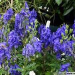 Aconitum fischeri - Monnikskap