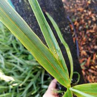 Cordyline  indivisa