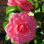 Camellia japonica 'Mrs. Tingley' - Camelia