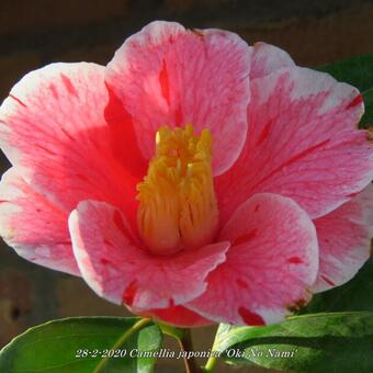 Camellia japonica 'Oki No Nami'