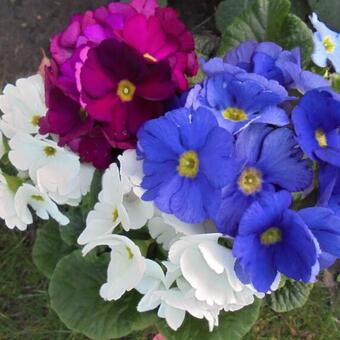 Primula obconica