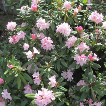 Rhododendron 'Christmas Cheer'