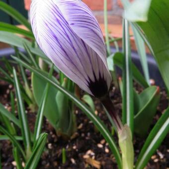 Crocus vernus ’Pickwick’