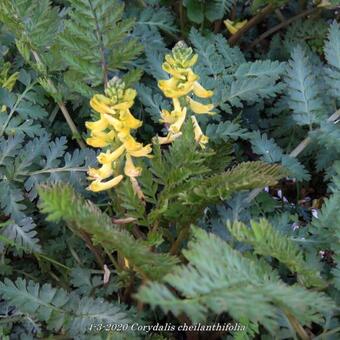 Corydalis cheilanthifolia