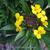 Erysimum x allionii