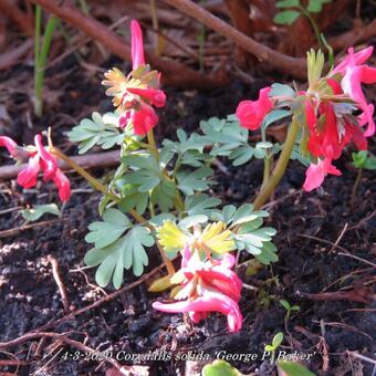 Corydalis solida 'George P. Baker'