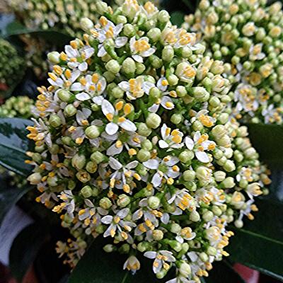 Skimmia - Skimmia japonica 'White Globe'