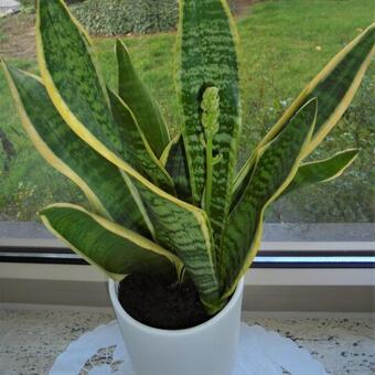 Sansevieria trifasciata var. laurentii