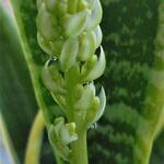 Sansevieria trifasciata var. laurentii - Vrouwentongen