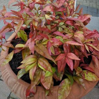 Nandina domestica 'Blush Pink'