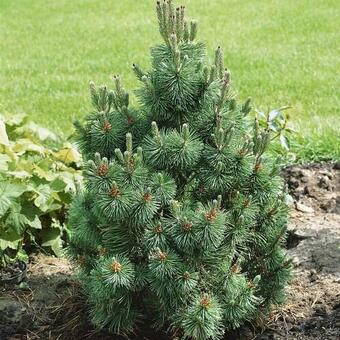 Pinus mugo 'Columbo'