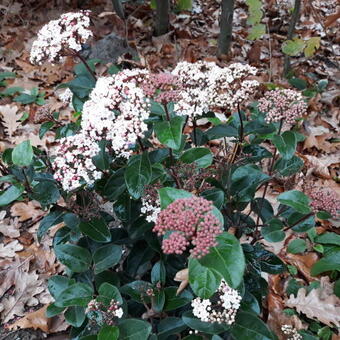 Viburnum tinus