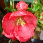 Chaenomeles x superba 'Red Trail' - Dwergkwee, Japanse sierkwee