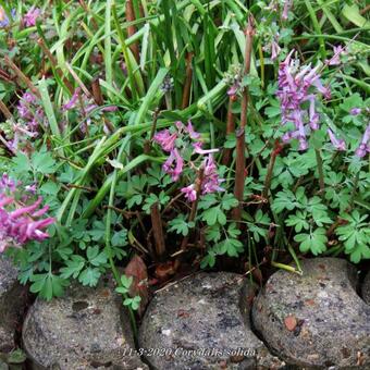 Corydalis solida