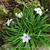 Ipheion uniflorum 'Wisley Blue'