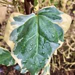 Hedera  algeriensis 'Gloire De Marengo' - Klimop - Hedera  algeriensis 'Gloire De Marengo'