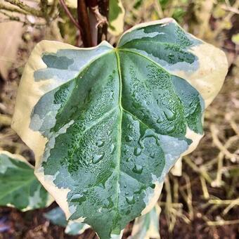 Hedera  algeriensis 'Gloire De Marengo'