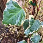 Hedera  algeriensis 'Gloire De Marengo' - Klimop