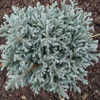 Chamaecyparis pisifera 'Blue Moon'