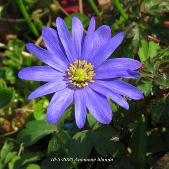 Anemone blanda