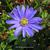 Anemone blanda