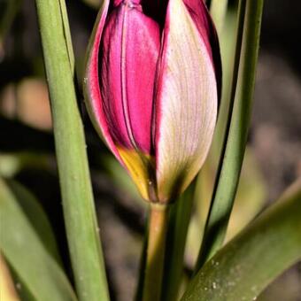 Tulipa humilis 'Persian Pearl'