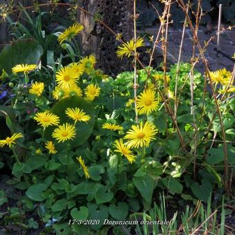 Doronicum orientale