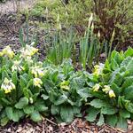 Primula veris 'Cabrillo Dark Yellow Compact' - Sleutelbloem, Gulden sleutelbloem