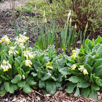 Primula veris 'Cabrillo Dark Yellow Compact'