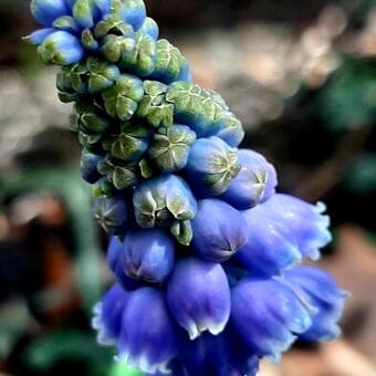 Muscari commutatum