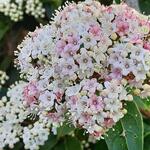 Viburnum tinus 'Lisa Rose' - Sneeuwbal - Viburnum tinus 'Lisa Rose'