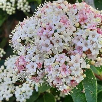 Viburnum tinus 'Lisa Rose'