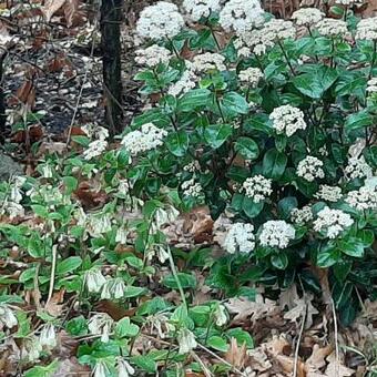 Viburnum tinus 'Lisa Rose'