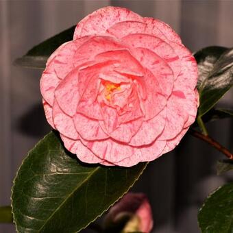 Camellia japonica 'William Bartlett'