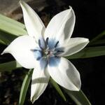 Tulipa humilis var. pulchella Albocaerulea Oculata Group - Tulp, dwergtulp