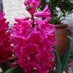 Hyacinthus orientalis 'Jan Bos'   - Hyacint