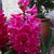 Hyacinthus orientalis 'Jan Bos'