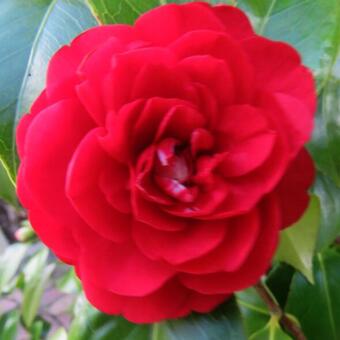 Camellia japonica 'Fircone'